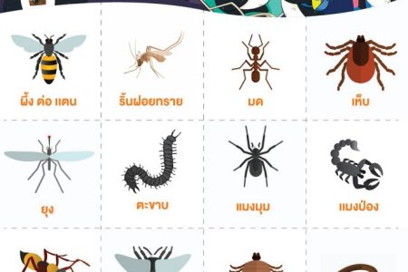 แมง และ แมลง ที่ควรระวังเมื่อเดินป่า